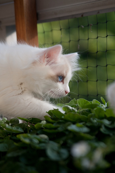 Kattungarna utforskar balkongen